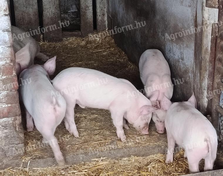 Választási malac eladó – jó minőségű,  továbbtenyésztésre alkalmas