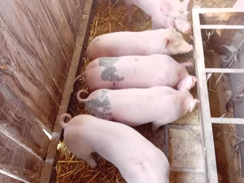 Extra választási malacok eladók Extra választási malacok eladók