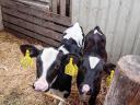7 db választási Holstein fríz üsző borjú eladó