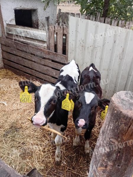 7 db választási Holstein fríz üsző borjú eladó