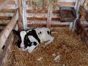 7 db választási Holstein fríz üsző borjú eladó