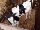7 db választási Holstein fríz üsző borjú eladó