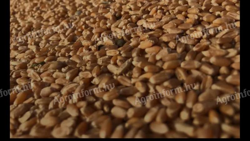 Javító minőségű Bánkuti búza eladó – 2025. évi termés