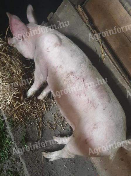 Eladó hízó és süldő sertés Újszászon