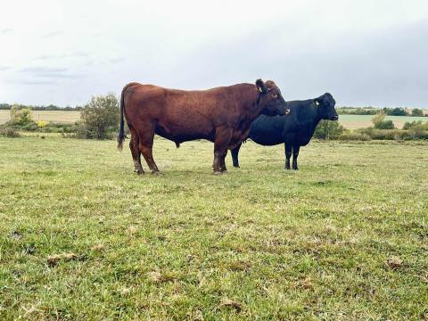 Eladó Aberdeen Angus bika Eladó Aberdeen Angus bika