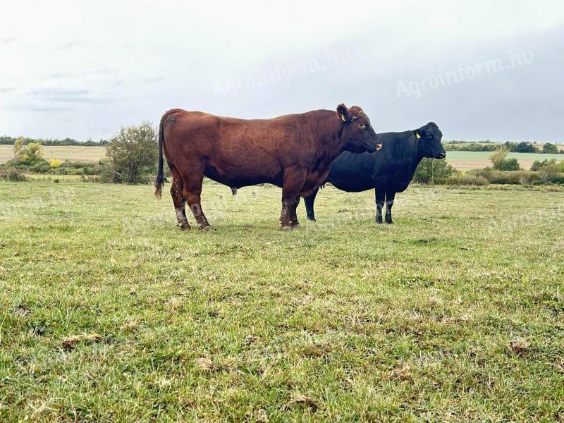 Eladó Aberdeen Angus bika