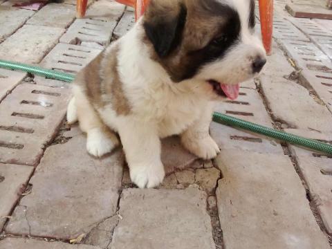 Moszkvai őrkutya fajtajellegű kölykök