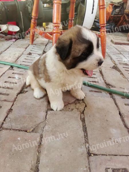 Moszkvai őrkutya fajtajellegű kölykök