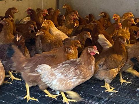 Eladó JÉRCE csirke tyúk baromfi Eladó JÉRCE csirke tyúk baromfi