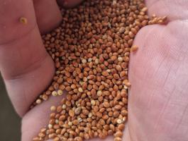 Eladó vörös köles – GK Piroska