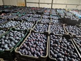 Topend Plus és TopHit szilva eladó