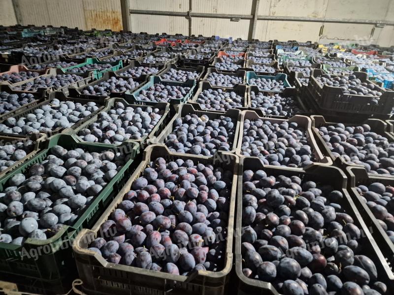 Topend Plus és TopHit szilva eladó