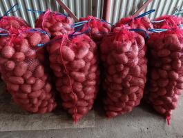 Étkezési Desiree burgonya eladó