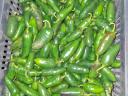Jalapeno paprika eladó