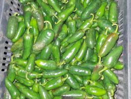 Jalapeno paprika eladó