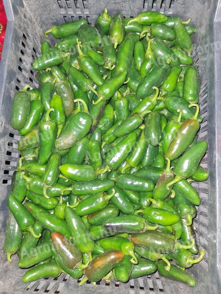 Jalapeno paprika eladó
