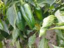 Jalapeno paprika eladó