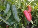 Jalapeno paprika eladó