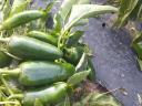 Jalapeno paprika eladó