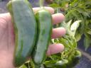 Jalapeno paprika eladó