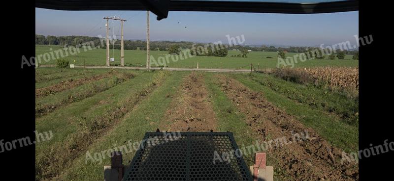 Szőlőgyökér kiszántás