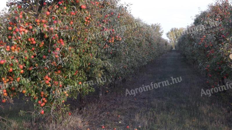 Ipari alma és léalma nagy tételben eladó – Industrial apples and apple juice for sale in bulk