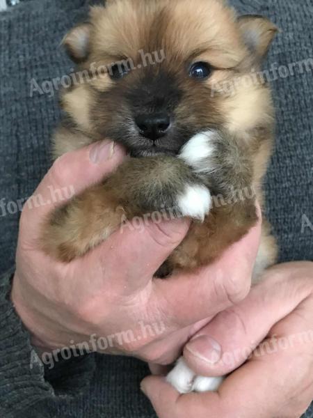Fajtatiszta jellegű spitz kiskutyák szerető gazdit keresnek
