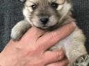 Fajtatiszta jellegű spitz kiskutyák szerető gazdit keresnek