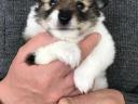 Fajtatiszta jellegű spitz kiskutyák szerető gazdit keresnek