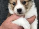 Fajtatiszta jellegű spitz kiskutyák szerető gazdit keresnek