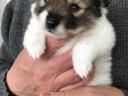 Fajtatiszta jellegű spitz kiskutyák szerető gazdit keresnek