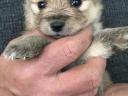 Fajtatiszta jellegű spitz kiskutyák szerető gazdit keresnek