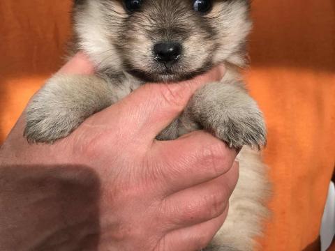 Fajtatiszta spitz kiskutyák szerető gazdit keresnek Fajtatiszta spitz kiskutyák szerető gazdit keresnek