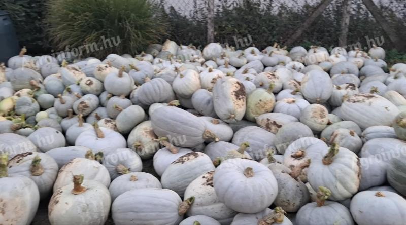 Sütőtök eladó kis- és nagy tételben