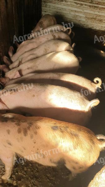Eladó 30 kg súlyú malacok