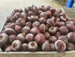 Cékla eladó  friss és kiváló minőségben