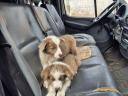 Border Collie fajtajellegű kiskutya