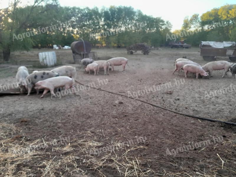 Anyadisznók eladók gazdaság felszámolása miatt