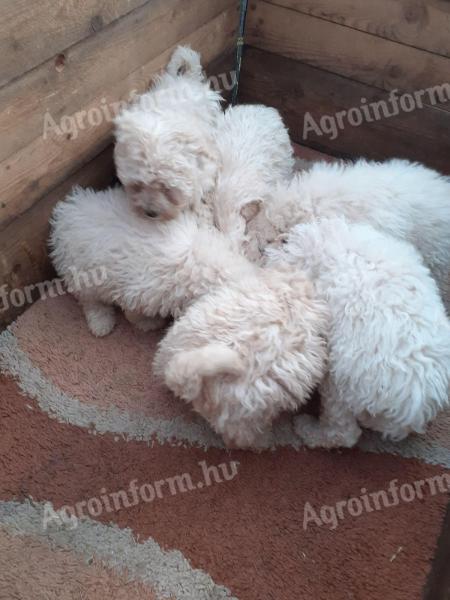 Puli fehér kölykök 