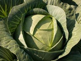 Étkezési fejes káposzta eladó