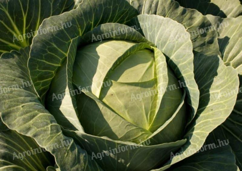 Étkezési fejes káposzta eladó