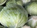 Étkezési fejes káposzta eladó