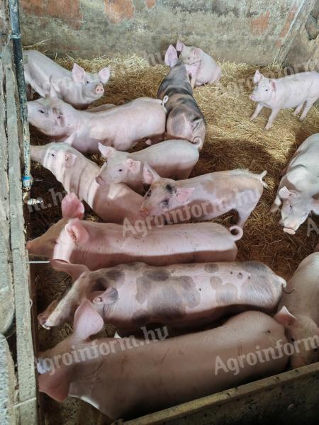Pietrain malacok eladók, 30 kg körüli súlyban