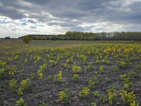 2,325 ha szántó és legelő eladó Ásotthalom külterületén 2,325 ha szántó és legelő eladó Ásotthalom külterületén