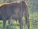Limousin borjak