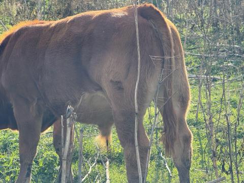 Limousin borjak Limousin borjak