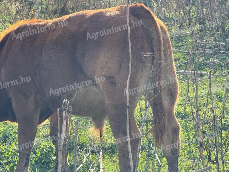 Limousin borjak
