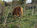 Limousin borjak