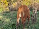 Limousin borjak