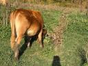 Limousin borjak